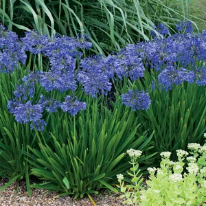 Agapanthus Buccaneer (pbr) Agapanthus Buccaneer (pbr)