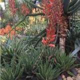 Aloe Bumble Bee Plaalobbe - Garden Express Australia