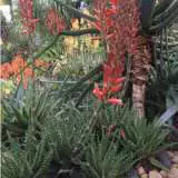 Aloe Bumble Bee Plaalobbe - Garden Express Australia