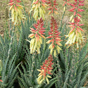 Aloe Echidna Plaaloech - Garden Express Australia