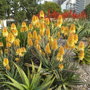 Aloe Moonglow In Sydney - Garden Express Australia