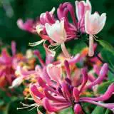 American Honeysuckle American Honeysuckle