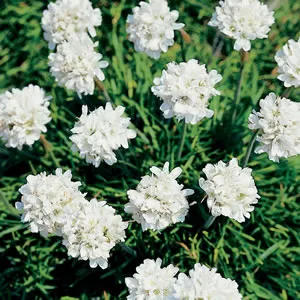 Armeria White 50mm