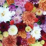 Dahlia Assorted Mxd Pkdahmxd - Garden Express Australia