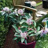 Daphne Perfume Princess Ppldapppr - Garden Express Australia