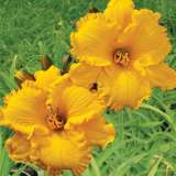 Daylily Maleny Bonanza Pkdlimbo - Garden Express Australia