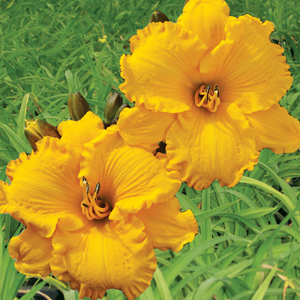 Daylily Maleny Bonanza