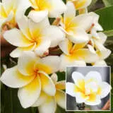 Frangipani Bali Whirl 2021 Pplfrabwh - Garden Express Australia
