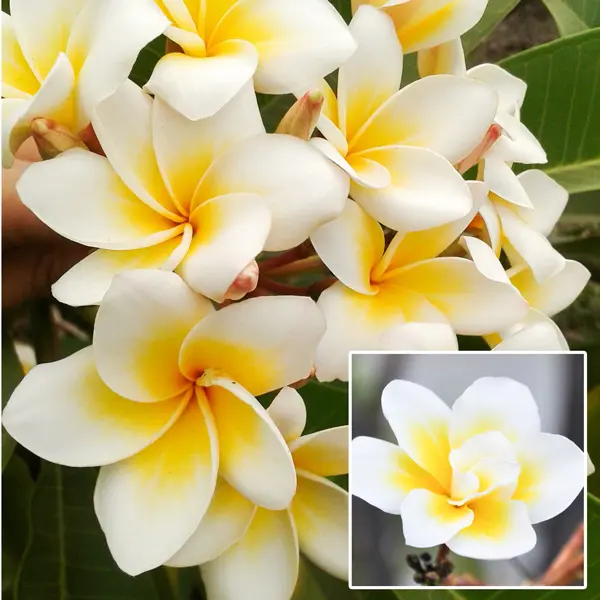 Frangipani Bali Whirl