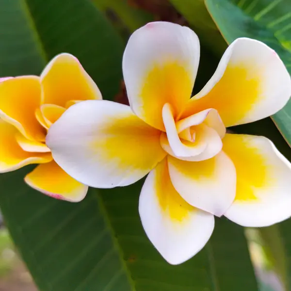 Frangipani Bali Whirl