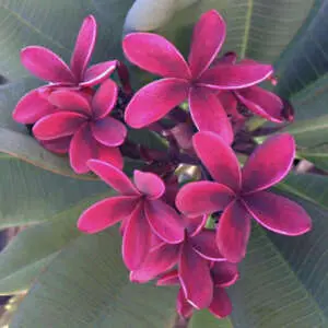 A Flourish Of Frangipanis - Types Of Frangipanis Frangipani Blackjack - Garden Express Australia
