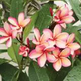Frangipani Honey Me Pplfraham - Garden Express Australia