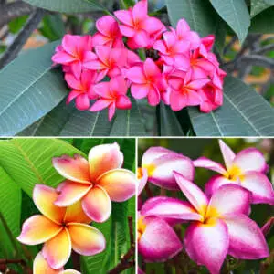 The Ultimate Growing Frangipani Guide Frangipani Summer Col 2021 Colfracol - Garden Express Australia