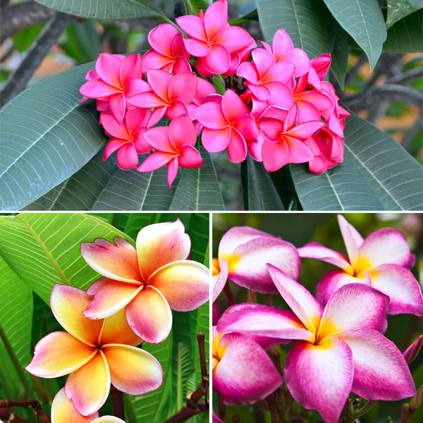 The Ultimate Growing Frangipani Guide Garden Express