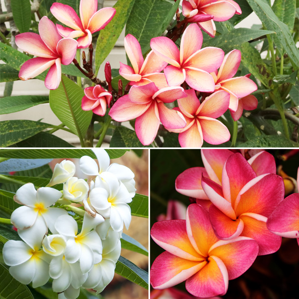 Frangipani Summer Collection