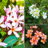 Frangipani Summer Collection Colfracol - Garden Express Australia