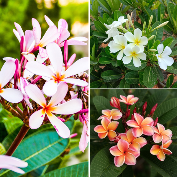 Frangipani Summer Collection Frangipani Summer Collection