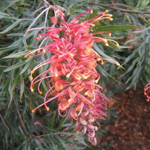 Grevillea Superb