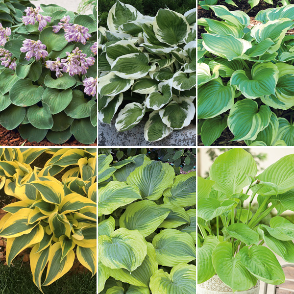 Hosta Collection
