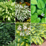 Hosta Collection 2025 Colhoscol - Garden Express Australia