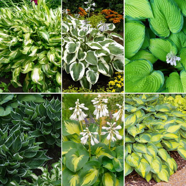 Hosta Collection