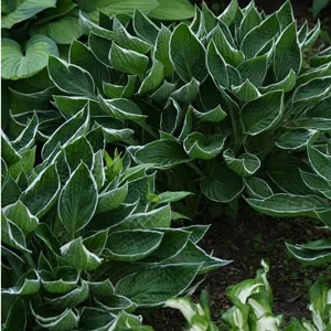 Hosta Dew Drop