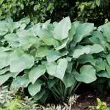 Hosta Krossa Regal Pplhoskre - Garden Express Australia