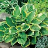 Hosta Trio