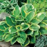 Hosta Trio Hosta Trio
