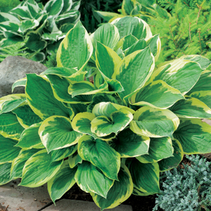 Hosta Trio