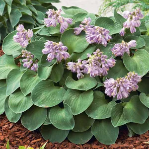 Hosta Growing Guide Hosta Blue Mouse Ears Lpohosbme - Garden Express Australia
