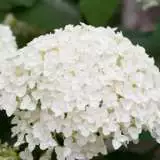 Hydrangea Agnes Pevalli Lpohydape - Garden Express Australia