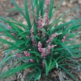 Liriope Samantha - Garden Express Australia