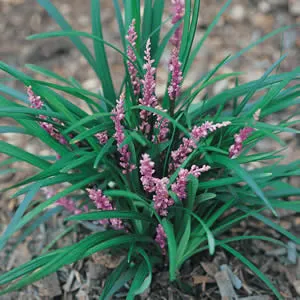 Liriope Samantha 68mm