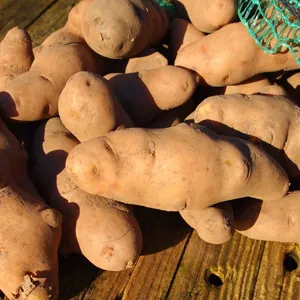 Certified Seed Potato Pink Fir Apple 500g