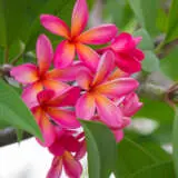 Frangipani Tequila Sunrise 2020 Pplfratsu - Garden Express Australia