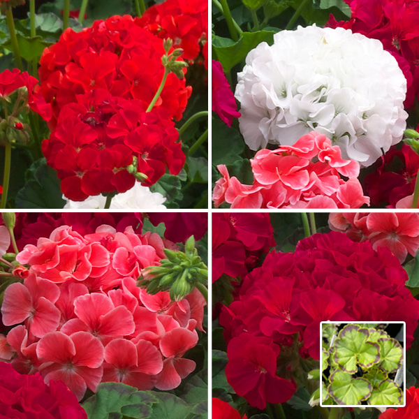 Geranium Marginata Collection Garden Express