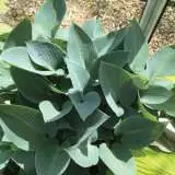 Hosta Halcyon Pplhoshal - Garden Express Australia