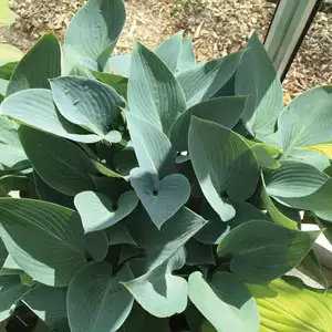 Hosta Halcyon