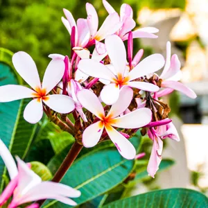 Frangipani Petite Pink 200mm