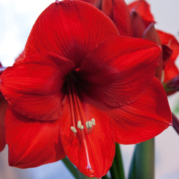 Hippeastrum Red Rival