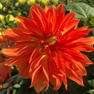 Delbard Dahlia Chambord