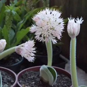 Haemanthus Pink Giant Form