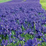 Planting Stock Dutch Iris Dark Blue Planting Stock Dutch Iris Dark Blue