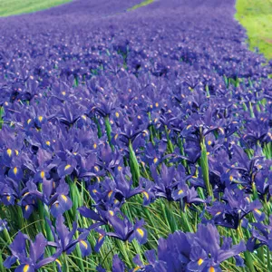 Planting Stock Dutch Iris Dark Blue