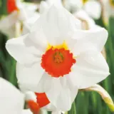 Daffodil Red Rocket Pkdafrro 2025 - Garden Express Australia