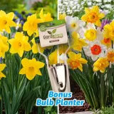 Daff Crazy Combo - Garden Express Australia