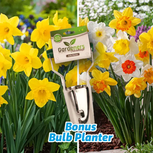 Daffodil Crazy Combo Pack – 100 Bulbs And Planter