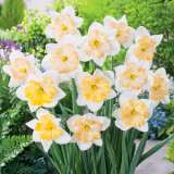 Daffodil Changing Colours Pkdafcco 2018 - Garden Express Australia