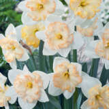 Daffodil Changing Colours